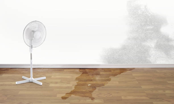 Best Basement water damage restoration  in Malone, FL