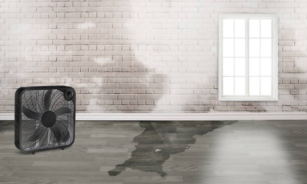 Best Mold removal after water damage  in Malone, FL